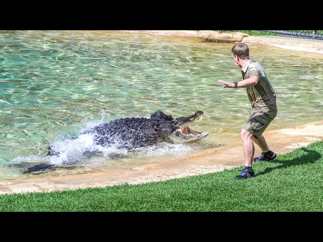 Monty the Crocodile Surprise Attacks Robert Irwin | Australia Zoo