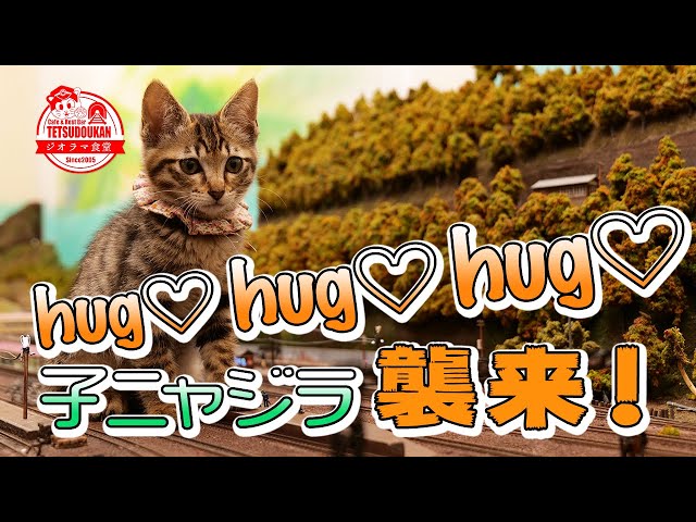 A series of hugs with kittens running around on the diorama♡