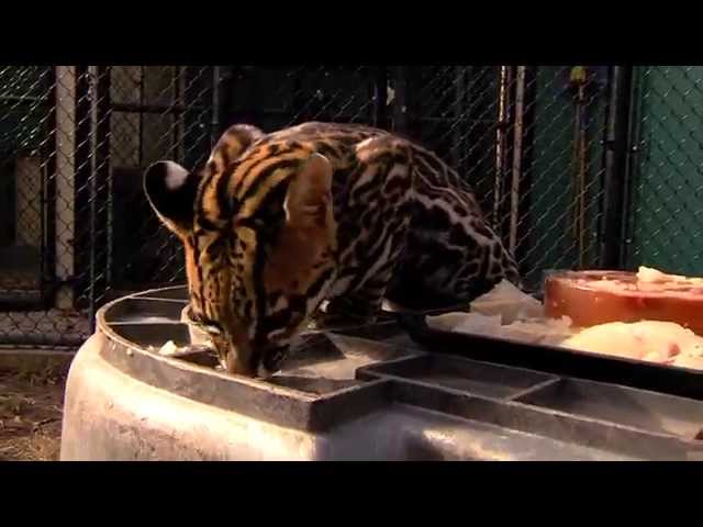 Ocelot Celebrates 1st Birthday with "Yummy" Cake - Cincinnati Zoo