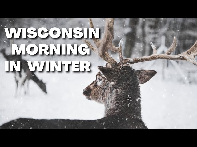 A Winter Morning In Wisconsin