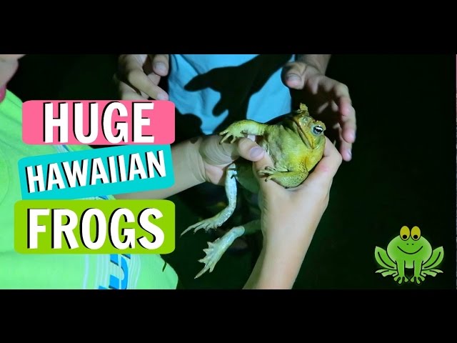 Hawaii Kauai VLOG DAY 6 Father's Day, NBA Finals, Parrots and Frogs