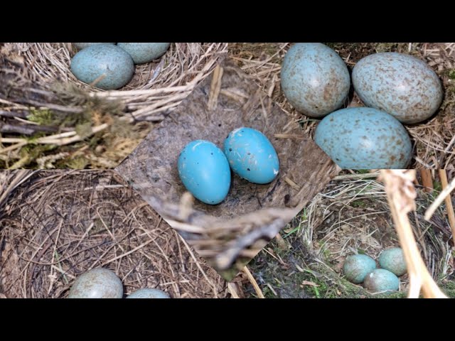 The Great Blackbird Nest Conspiracy - They're Everywhere! + Supporting Cast 👀
