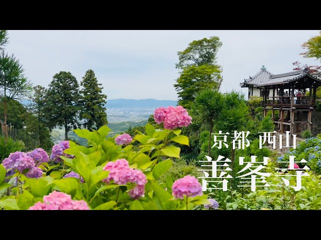 【京都のあじさいを巡る】あじさいの善峯寺を散策 Walking around Yoshimine-dera Temple 【4K】2022年6月13日