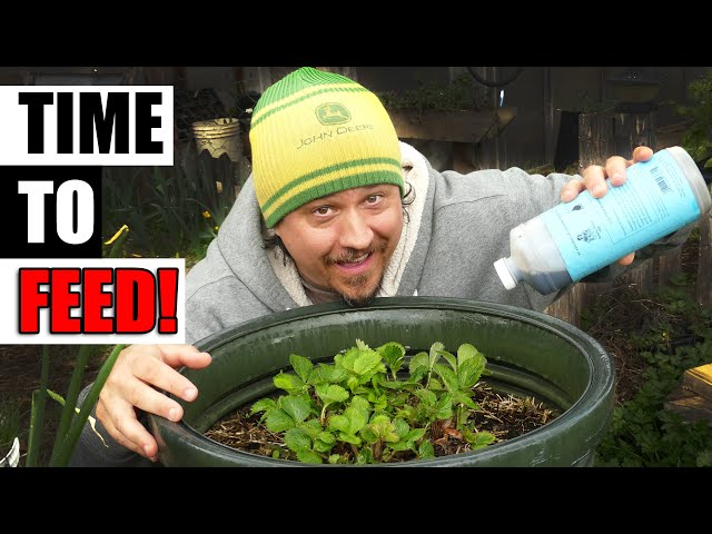 When To Fertilize Strawberries Garden Quickie Episode 137