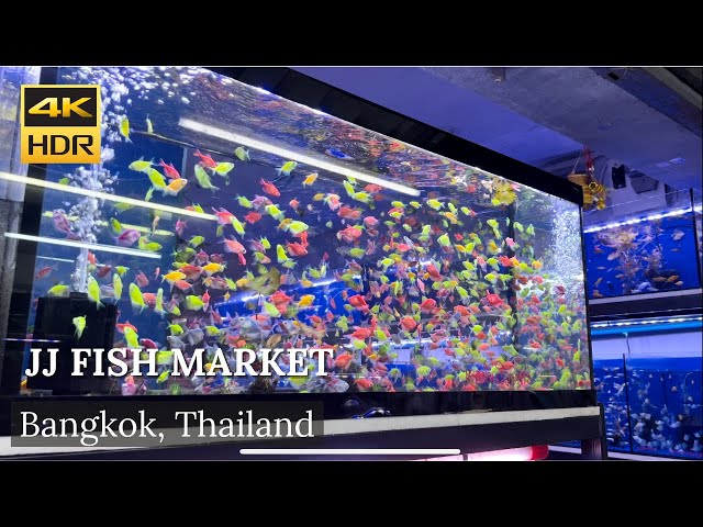 4K HDR| Walk around Chatuchak Weekend Market | Fish Zone (market) | July 2022 | Bangkok | Thailand |