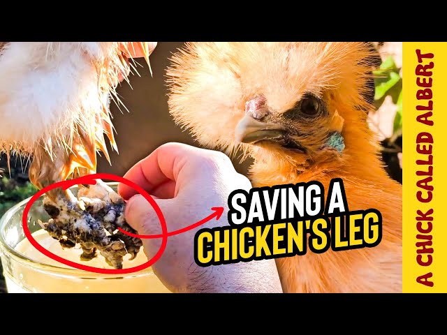 Operating on a Chicken Leg, to save her