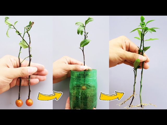 Unique idea How to propagate lemon tree with tomatoes, quickly take root