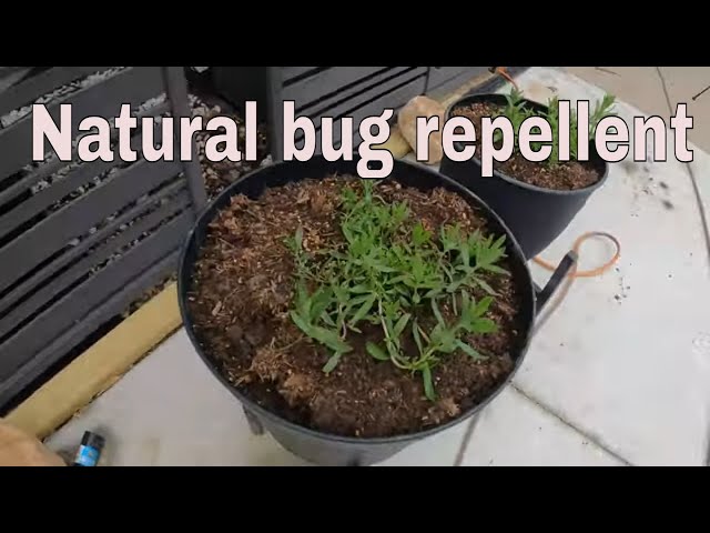 Repel bugs naturally with plants