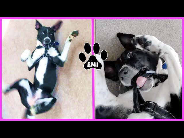 Cute Puppy EMI Fighting her new harness! (ENGLISH POINTER) Funny Dog Videos EMIS WORLD