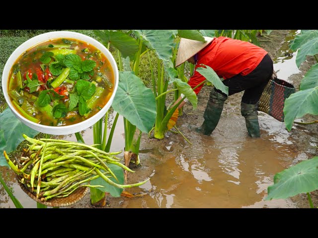 Harvesting Taro Sprouts - how to cook delicious soup with Taro Sprouts