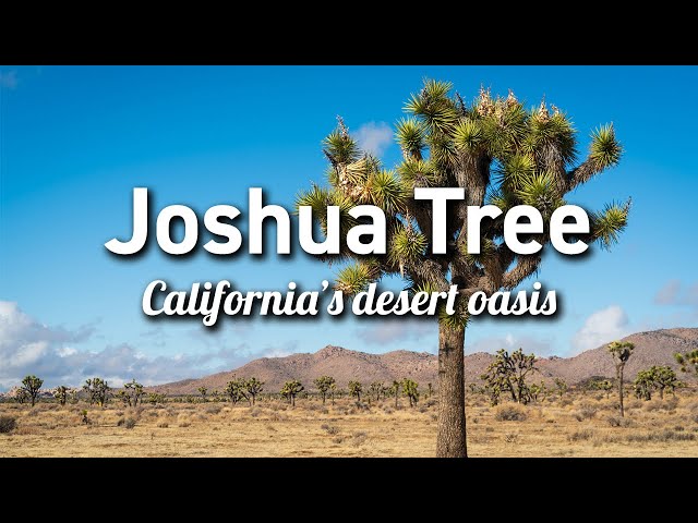 Joshua Tree National Park (California)