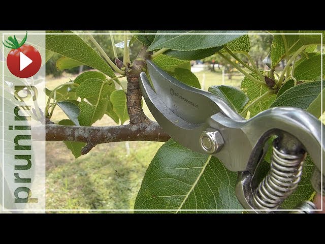 Pruning The Pear Tree In The Summer - Trying New Pruners