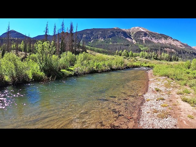 Dry Fly Fishing an UNKNOWN Stream in Colorado full of SURPRISED SIZED Browns, Brooks and Rainbows!