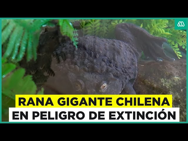 Rana gigante chilena en peligro de extinción: expertos hacen llamado urgente para salvar la especie