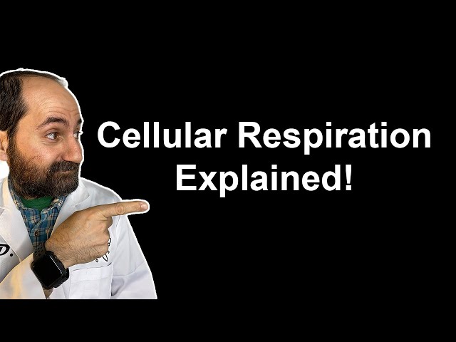 Cellular Respiration Explained!