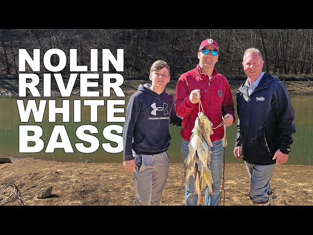 Catching White Bass on Nolin River!