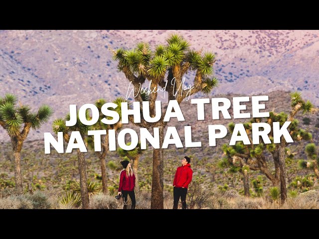 JOSHUA TREE IN ONE WEEKEND | BEST OF JOSHUA TREE VLOG | NATIONAL PARK GUIDE