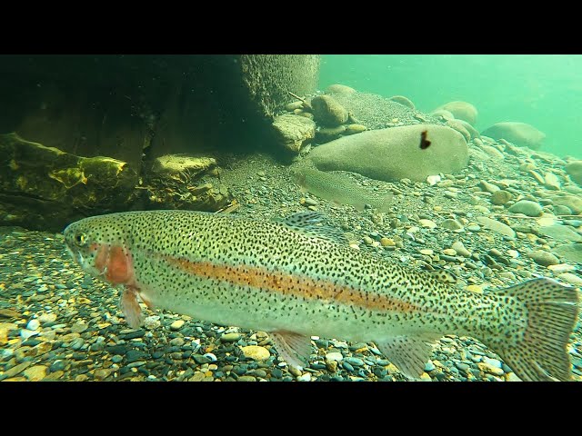 Dropped a GoPro in the best trout stream Ever!! (Fishing Gatlinburg, TN)