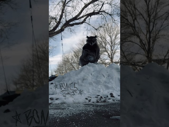 𝕋𝔸𝕂𝕀ℕ𝔾 𝕎ℍ𝔸𝕋𝕊 ℕ𝕆𝕋 𝕐𝕆𝕌ℝ𝕊‼️ #therianpride #quadrobics #therianthropy #timberwolf #snow