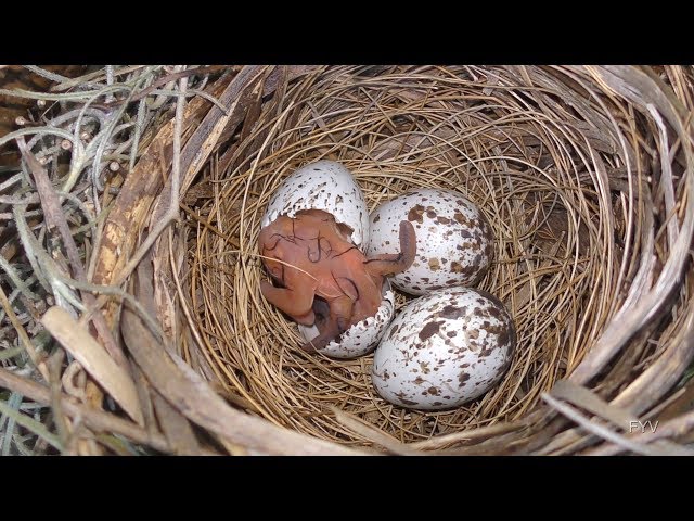 Cardinal Egg Hatching 4X Speed FYV