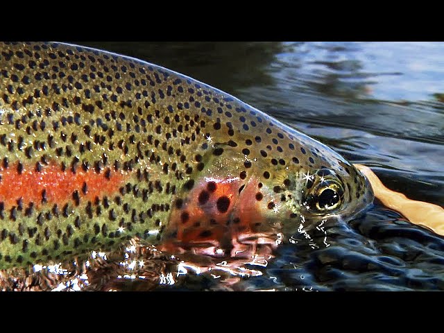 Green Drake Hatch: Metolius River Fly Fishing