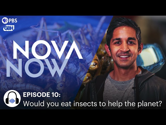 Would You Eat Insects to Help the Planet? I NOVA Now