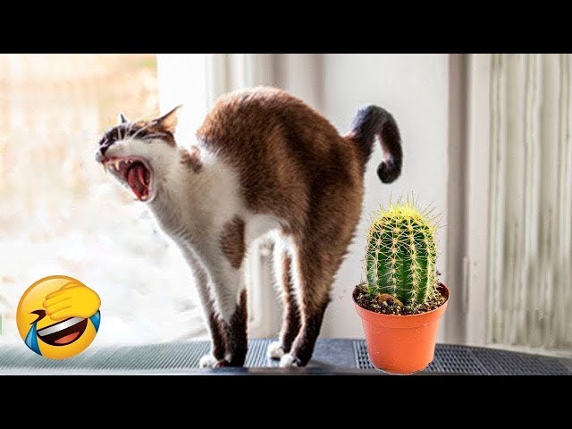 New Funny Cat and Dog Videos 😹🐶 Funniest Animals 🤣