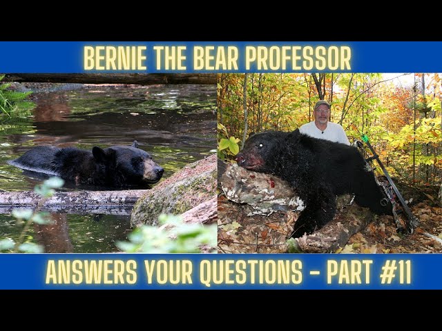 Questions 11 | Wolves and bears, spring bear hunt, climbing stands, which week is best?