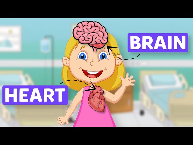 Human Body Organs in English for kids | Science For Kids