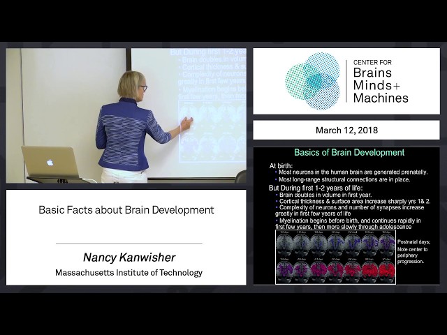 7.2 -  Basic Facts about Brain Development