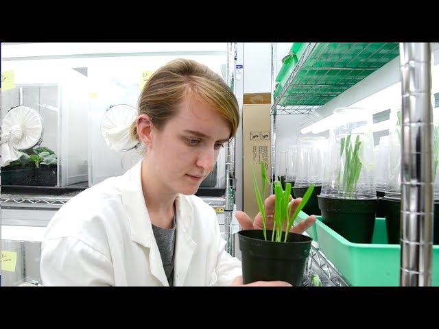Texas Science Researchers Convert Plant Pests into Pals