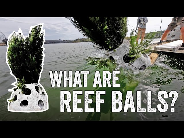 What is a "REEF BALL" and why are they in Kentucky?
