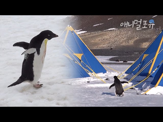 [풀버전] 남극에 사람들이 오자 신기한지 구경하러 온 펭귄 한 마리 ㅋㅋㅋ | 펭귄과 과학자 | KBS 다큐 인사이트 211207 방송