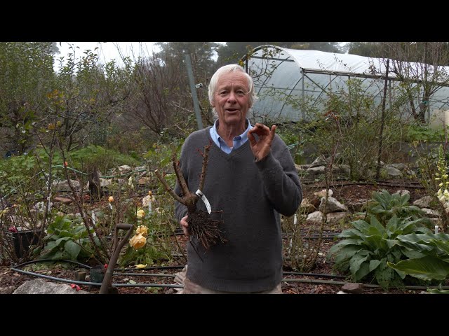 How to Plant a Bare Root Rose