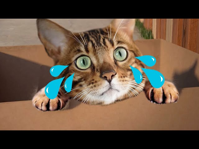 Little Cat Simulator : Kitties Family NEW Adventure Games iOS - Play Fun Cute Kitten #5