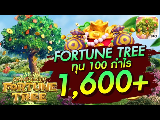 สล็อตวอเลท│FORTUNE TREE ทุน 100 กำไร 1,600+