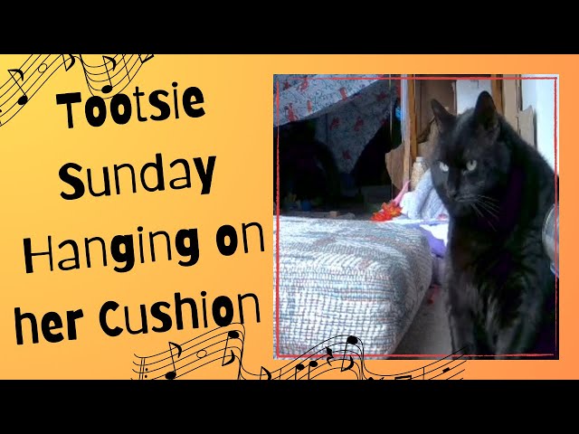 1494) Tootsie Sunday Hanging on her Cushion