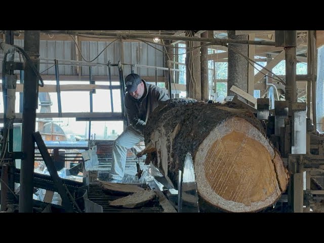 Sawing a 31 inch knotty white pine #32