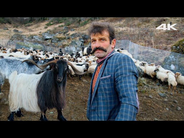Turkish Shepherd's Herd and Shepherd Dogs | Documentary