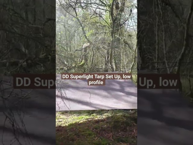 DD Superlight Tarp,  blending into the woods