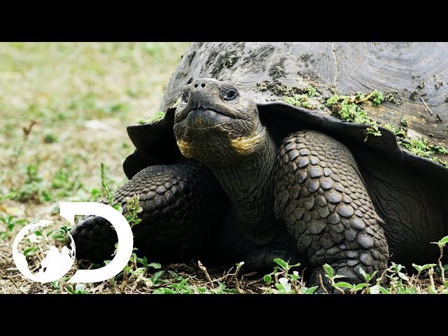 The Biggest Tortoise In the World | Big Pacific