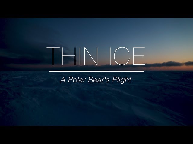 Thin Ice: A Polar Bear's Plight
