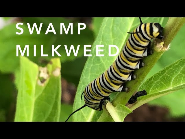 Swamp Milkweed | Florida Native Plants Landscaping