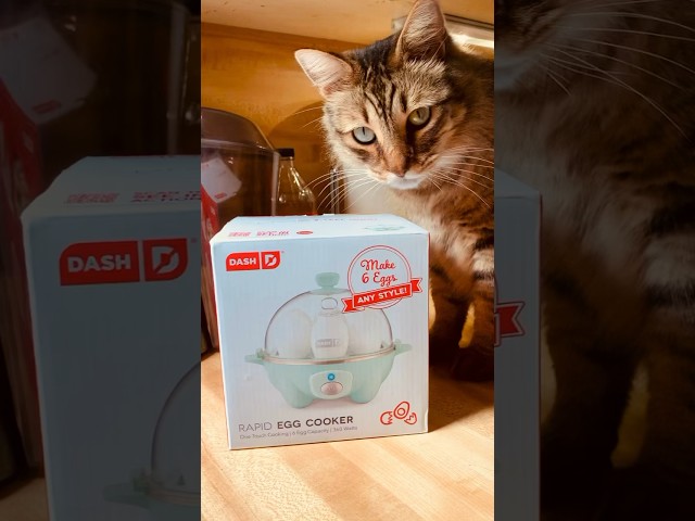 Mom got me another present! 🎁 #cats #mainecoon #mainecooncat #egg #eggs #easy #nutrition #shorts