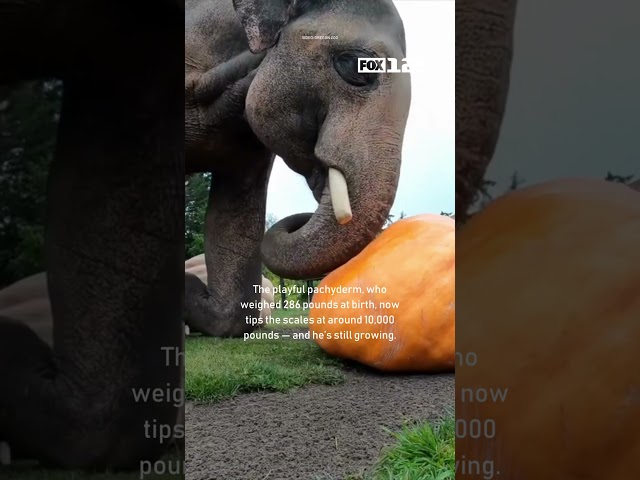 Elephant turns 15 at Oregon Zoo