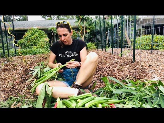 Sometimes you need to adjust... Update on the Florida Fall Vegetable Garden