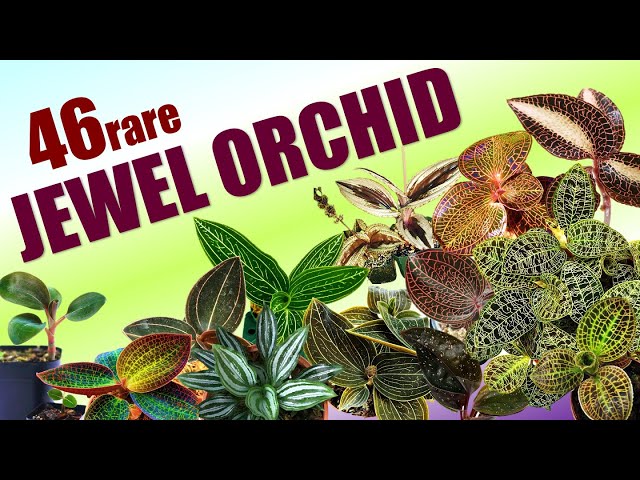 46 JEWEL ORCHID SPECIES | HERB STORIES