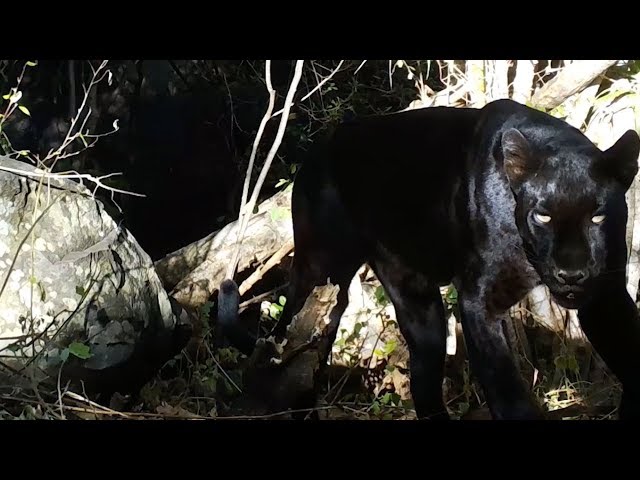 Rare Black Leopard Mother and Cubs Spotted in Kenya