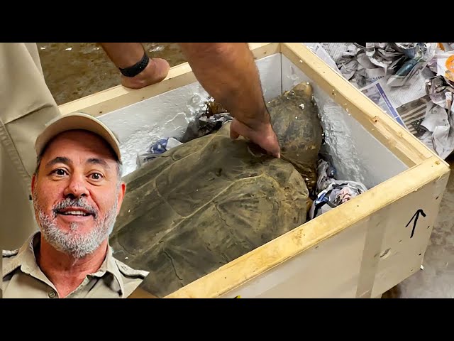 UNBOXING A PREHISTORIC TURTLE😳