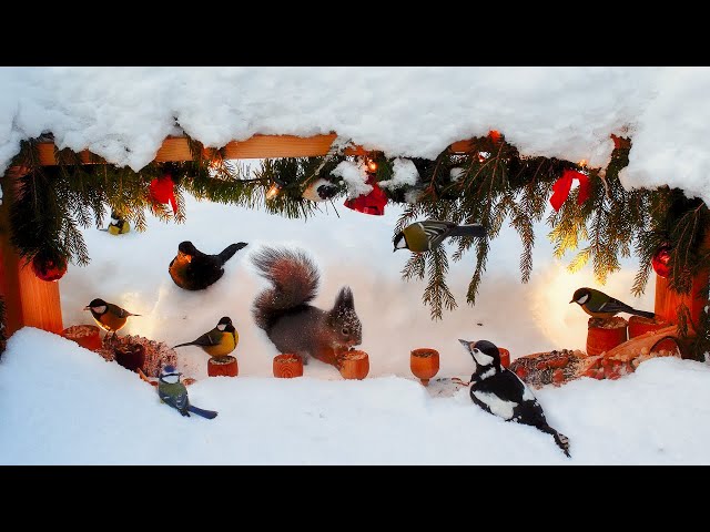 Winter Wonderland takes over the Xmas Nut Bar: 10 hours Cat & Dog TV with birds & squirrels